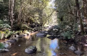 Rocky Creek in rainforest