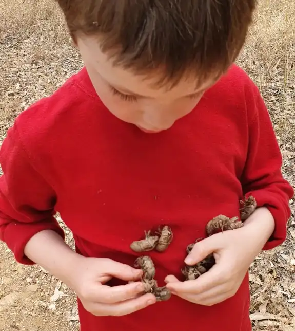 Boy in red top looking at Cicada shells.