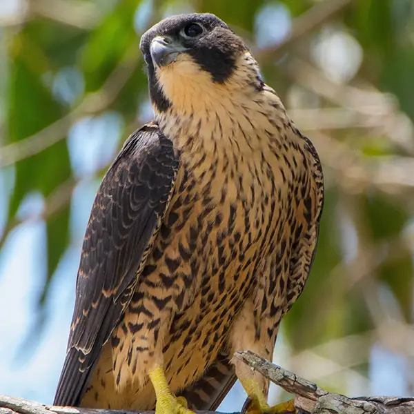 photo of a peregrine falcon