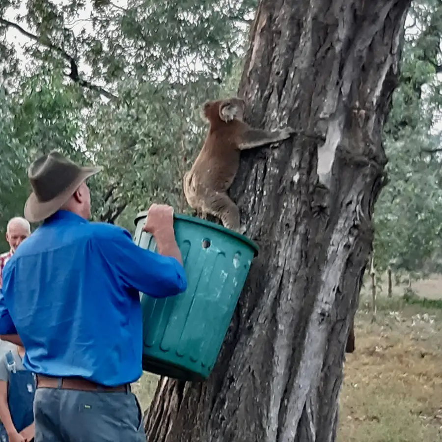 koala relaeed by a man - climbing up a tree