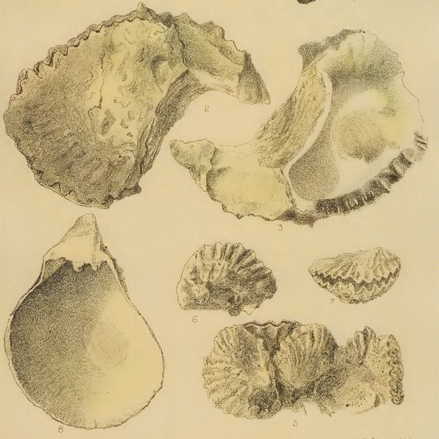 drawings of 7 oyster shells