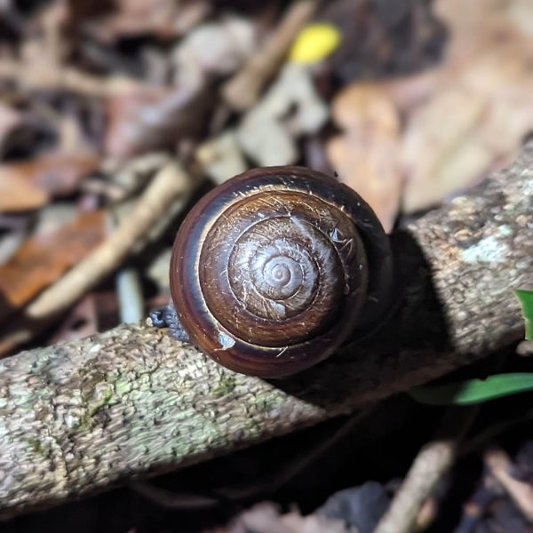 The big brown house of a Queensland Rainforest Snail.  We like slow groovers.